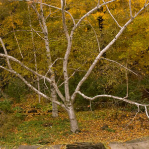 Paper Birch-Cluster