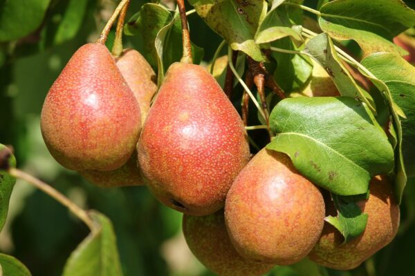 Photo of: Luscious Pear Tree