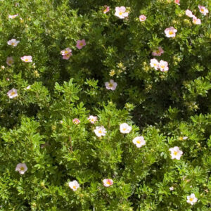 Pink Beauty Potentilla