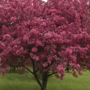Prairifire Crabapple