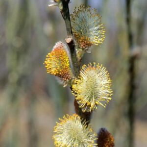Pussy Willow