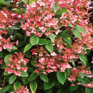 Quickfire Hydrangea