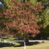 Photo of: Majestic Skies Northern Pin Oak