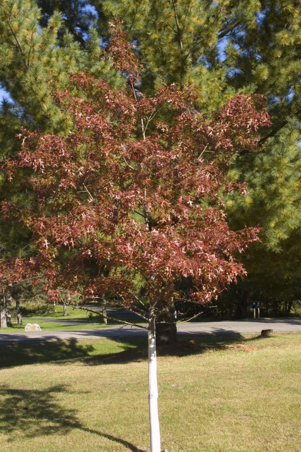 Photo of: Majestic Skies Northern Pin Oak