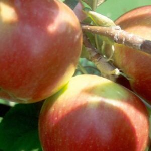 red-regent-apple - Grasshopper Gardens