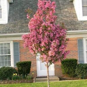 Rejoice Crabapple