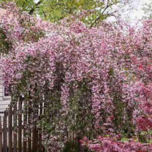 Ruby Tears Weeping Crabapple