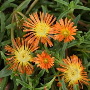 Sandgem Ember Ice Plant
