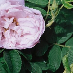 Snow Pavement Rose