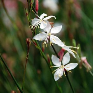 Steffi White Beeblossom