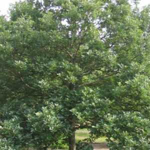 Swamp White Oak