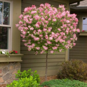 Tinkerbelle Lilac Tree