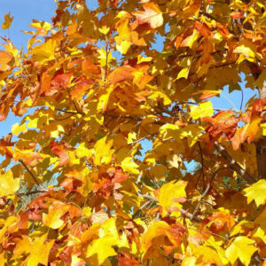 Tulip Tree