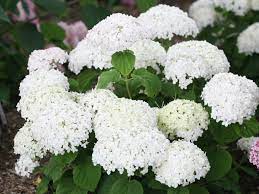 Invincibelle Wee White Hydrangea