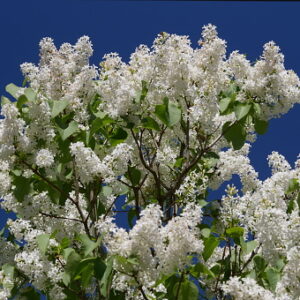 Common White Lilac