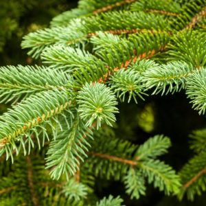 White Spruce
