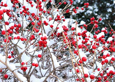 winterberry2 - Grasshopper Gardens