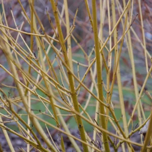 Arctic Fire Yellow Dogwood