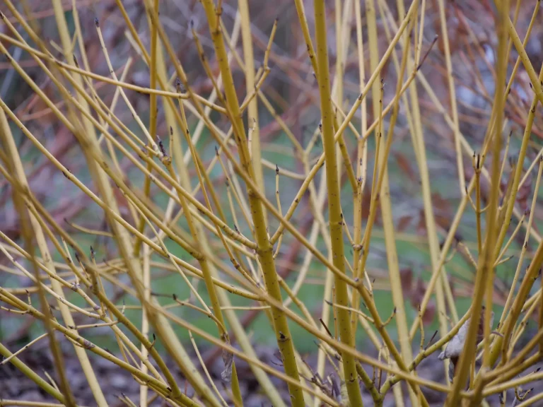 Arctic Fire Yellow Dogwood