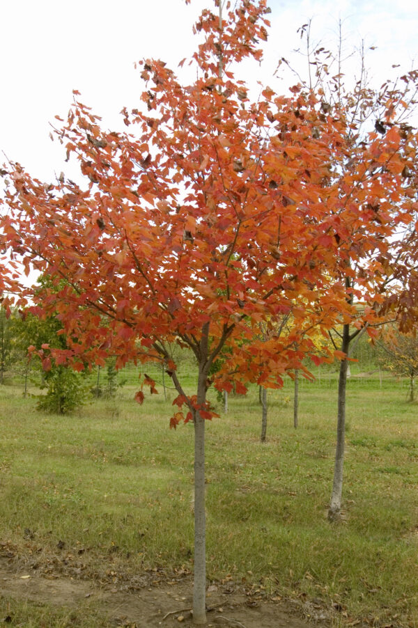 Photo of: Northwood Maple Tree