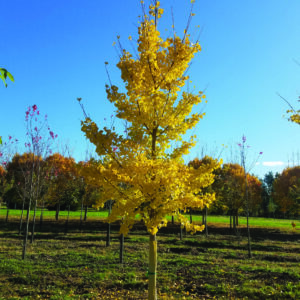 Photo of: Princeton Ginko Biloba Tree