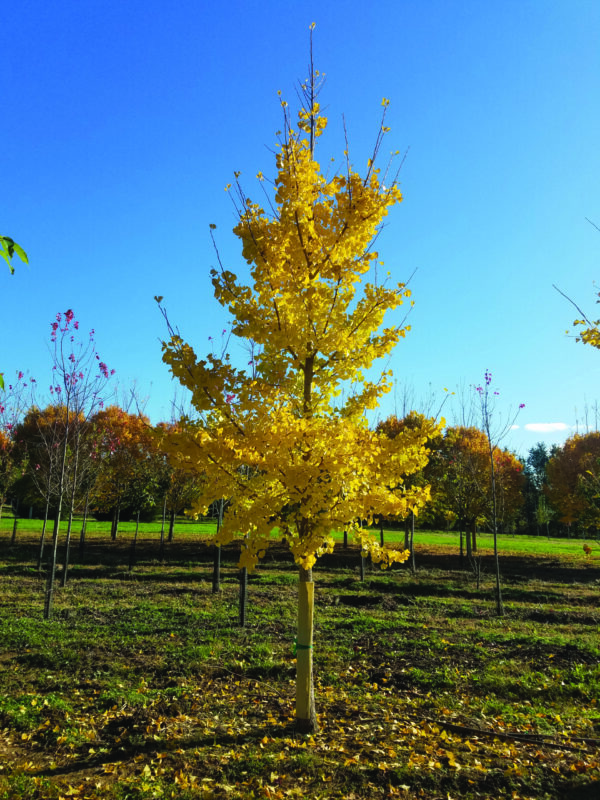 Photo of: Princeton Ginko Biloba Tree