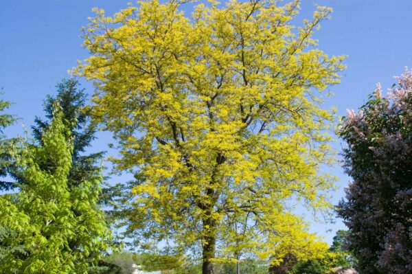 Photo of: Sunburst Honeylocust Tree