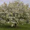 Photo of: Donald Wyman Crabapple Tree