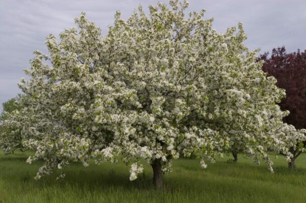 Photo of: Donald Wyman Crabapple Tree