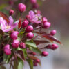 Photo of: Red Splendor Crabapple Tree