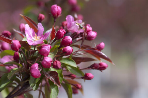 Photo of: Red Splendor Crabapple Tree