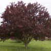 Photo of: Royalty Crabapple Tree