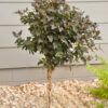 Photo of: Diabolo Ninebark Tree