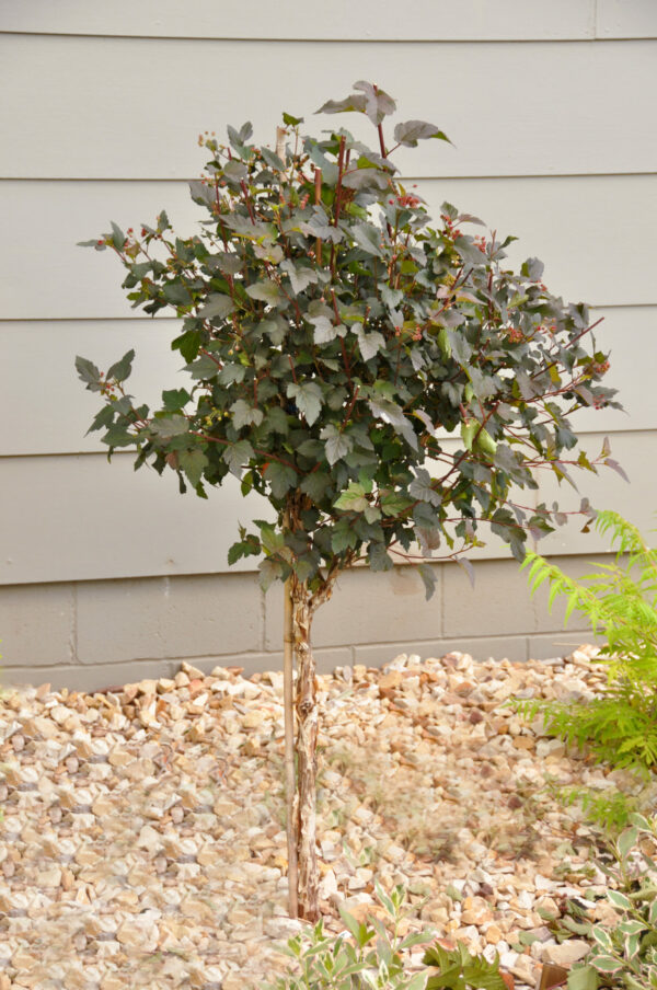 Photo of: Diabolo Ninebark Tree
