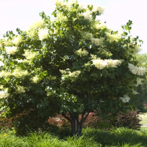 Photo of: Japanese Lilac Tree