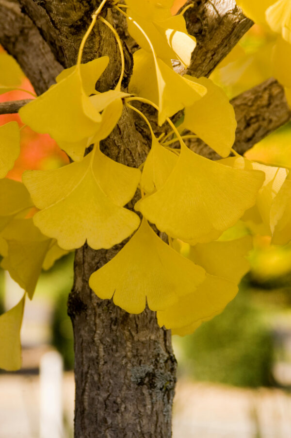 Photo of: Autumn Gold Ginkgo Biloba Tree