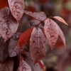 Photo of: Thundercloud Purple Leaf Plum Tree
