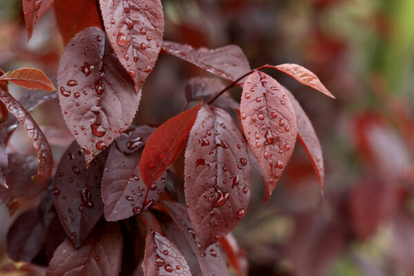Photo of: Thundercloud Purple Leaf Plum Tree