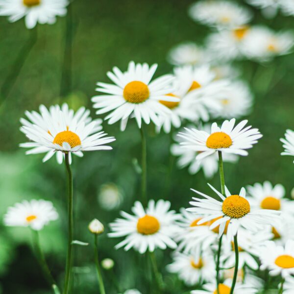 shasta-daisy-scaled - Grasshopper Gardens