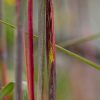 Close-up of red and purple plant stems with a green leaf crossing the frame.