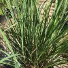 Clump of tall, narrow, strap-shaped green leaves emerging from a brown root crown in a black pot, in a plant nursery walkway.