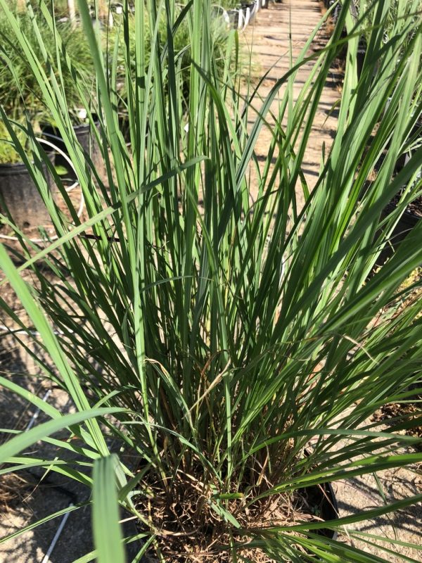 Clump of tall, narrow, strap-shaped green leaves emerging from a brown root crown in a black pot, in a plant nursery walkway.