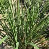 Clump of tall, slender, green ornamental grasses with long blades growing in pots along a garden-center aisle.