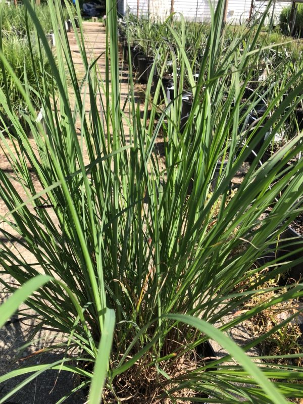 Clump of tall, slender, green ornamental grasses with long blades growing in pots along a garden-center aisle.