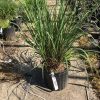 Tall ornamental grass in a black nursery pot on a concrete path, with rows of pots in the background.