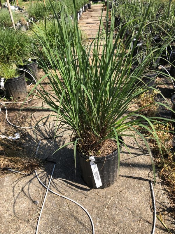 Tall ornamental grass in a black nursery pot on a concrete path, with rows of pots in the background.