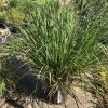 Large clump of ornamental grass with long thin green leaves in a pot outdoors at a nursery.