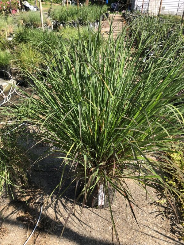 Large clump of ornamental grass with long thin green leaves in a pot outdoors at a nursery.