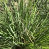 Dense clump of green, narrow-leaved ornamental grass growing in a garden bed.