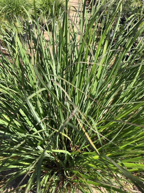Dense clump of green, narrow-leaved ornamental grass growing in a garden bed.
